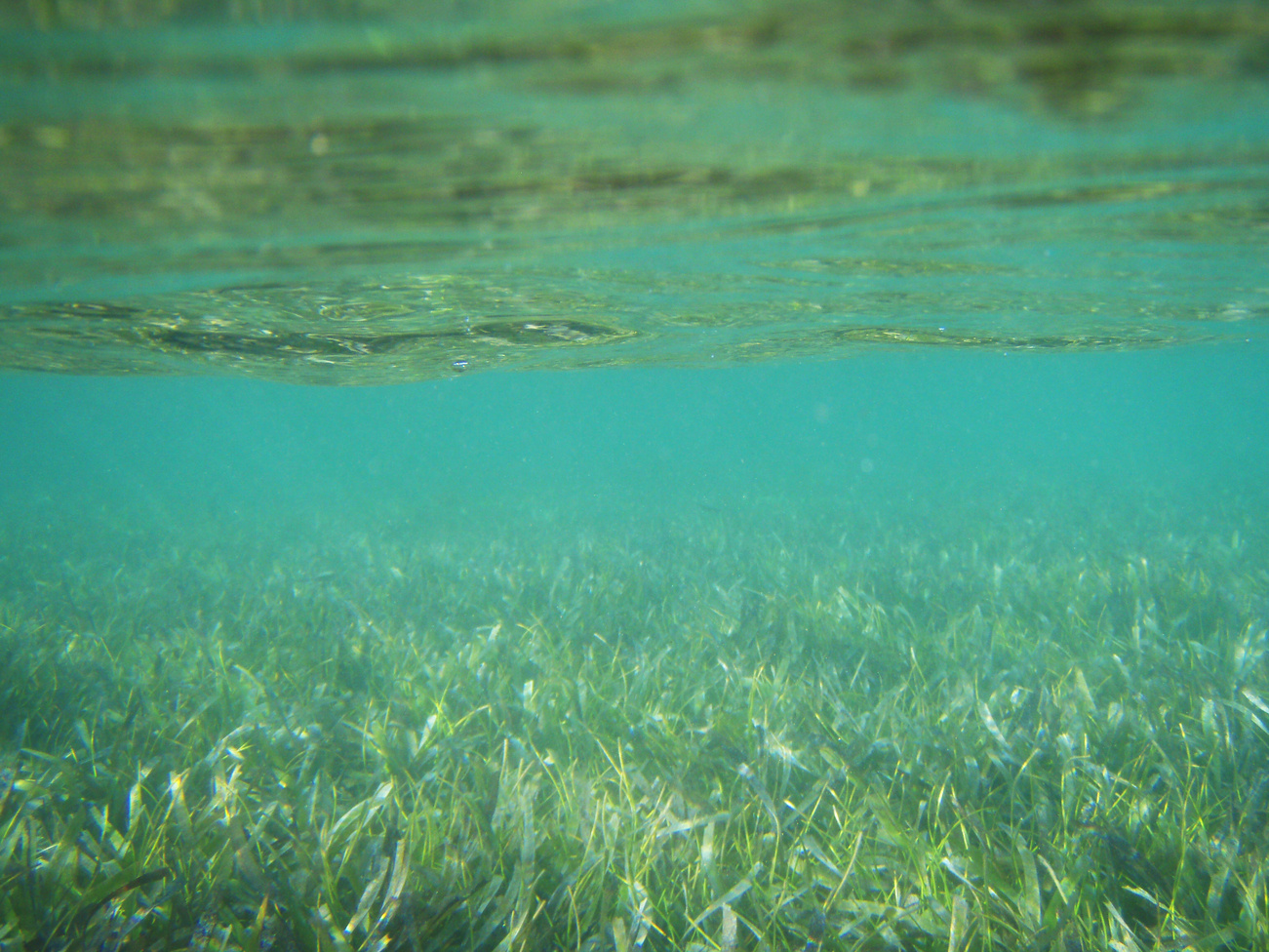 The multi-talented symbiont